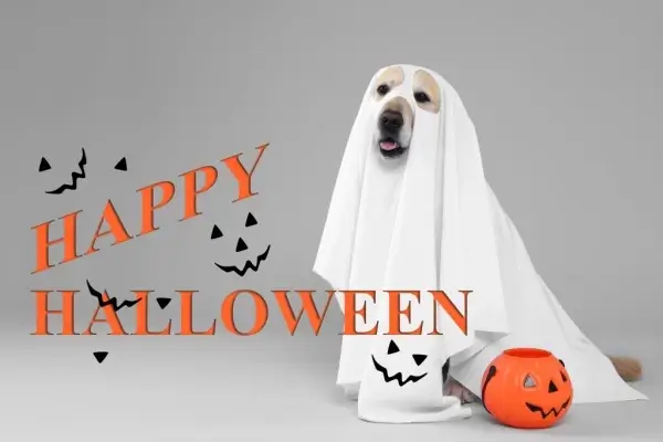 Happy Halloween from Executive Mortgage Brokers, LLC